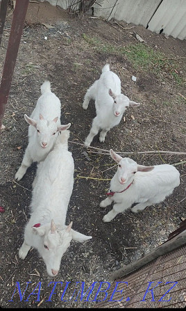 Продается дойные 2 козы, с козлятами Солнечное - изображение 1