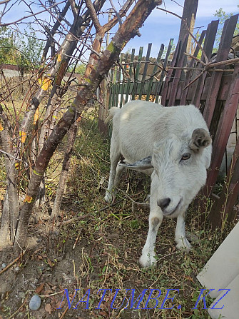 Продается дойные 2 козы, с козлятами Солнечное - изображение 2