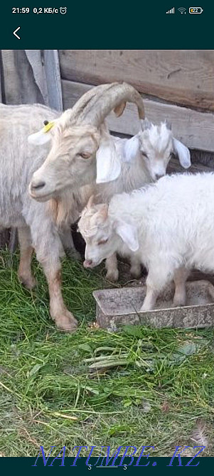 I will sell a kid from the Alpine goat.  - photo 4