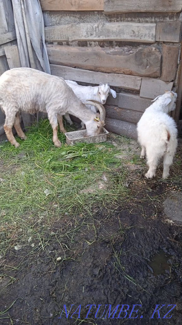 I will sell a kid from the Alpine goat.  - photo 1