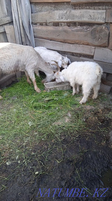 I will sell a kid from the Alpine goat.  - photo 2