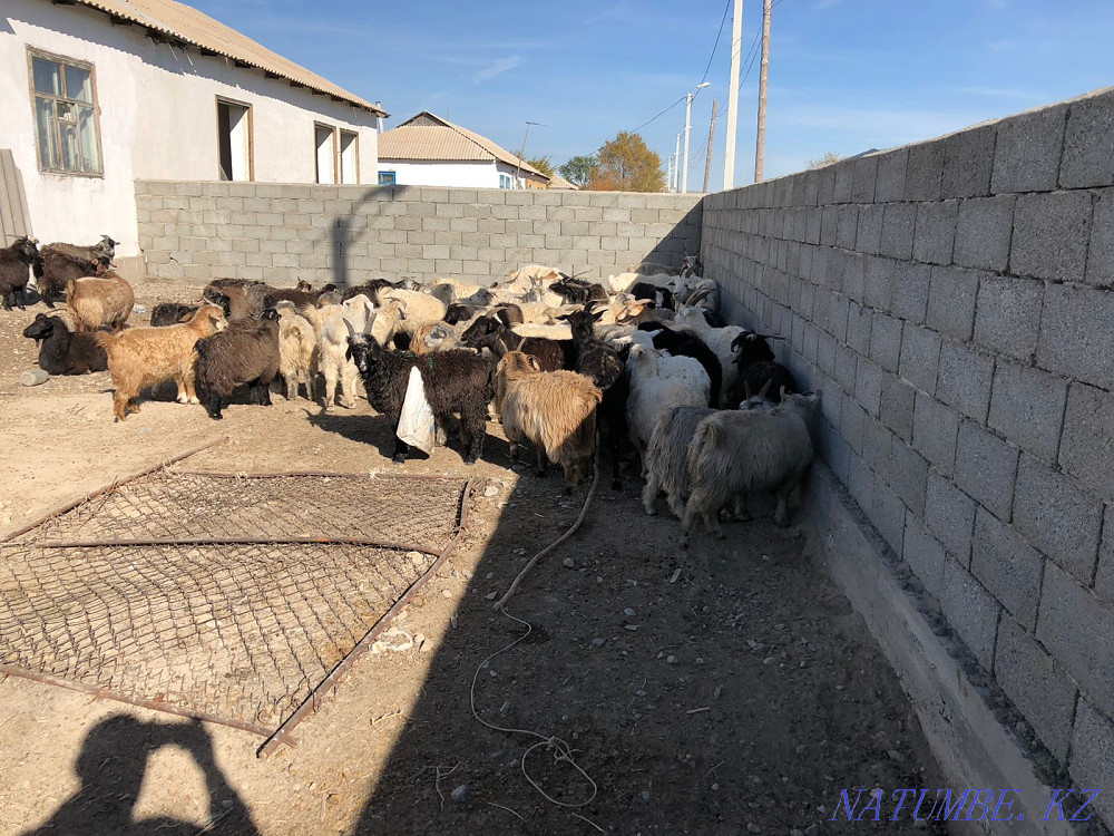 Sell Goats with kids Taldykorgan - photo 1