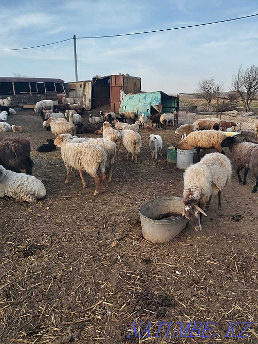 Sheep.Saulyk.Goats. Taldykorgan - photo 4
