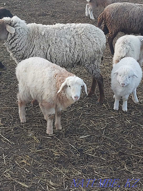 Sheep.Saulyk.Goats. Taldykorgan - photo 1