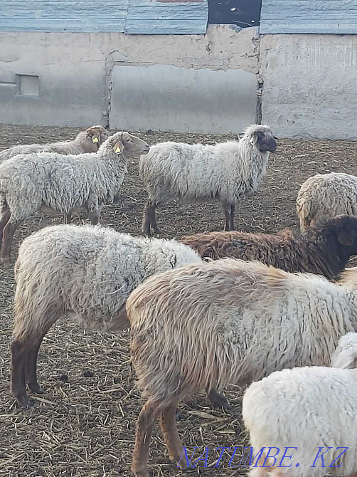 Sheep.Saulyk.Goats. Taldykorgan - photo 3