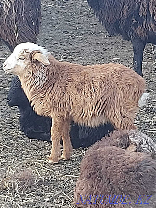 Sheep.Saulyk.Goats. Taldykorgan - photo 2