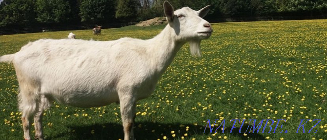 Продается дойная коза Караганда - изображение 1