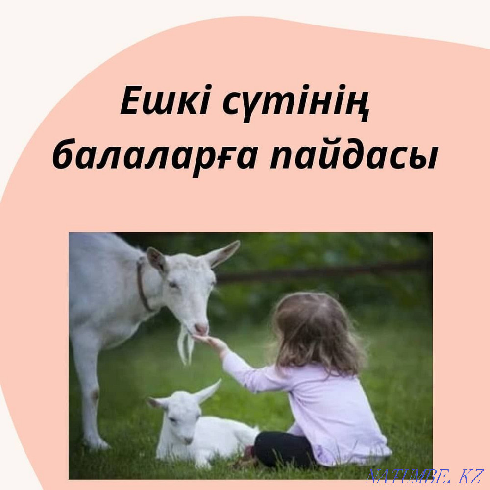 Ешкі сүтін сатамыз  Астана - изображение 1