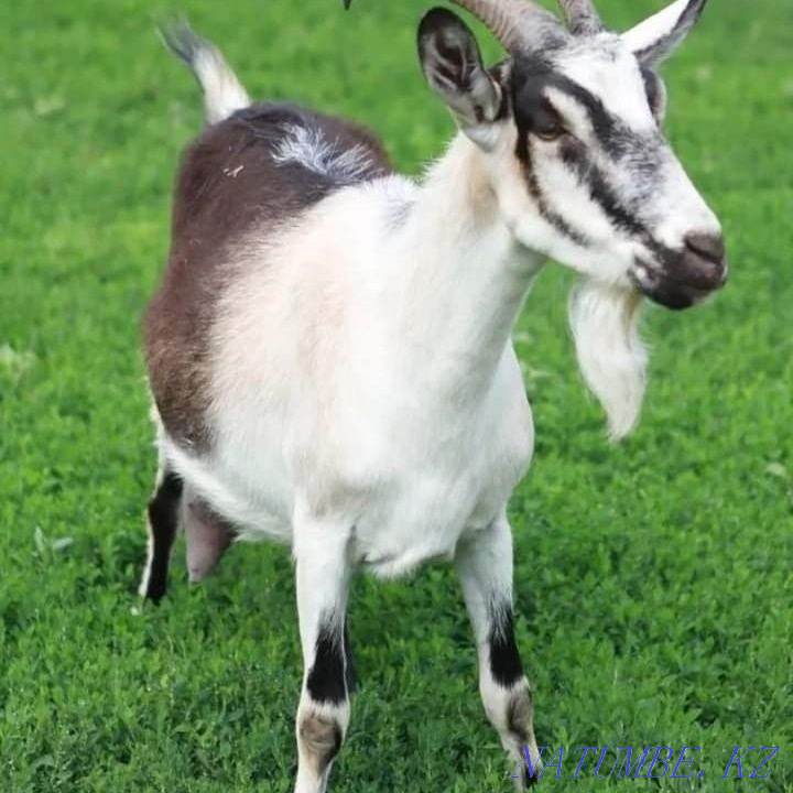 Ешкі сүтін сатамыз  Астана - изображение 2