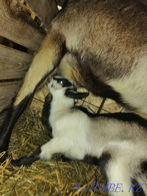 I will sell goat milk from three liters free delivery. Акбулак - photo 2