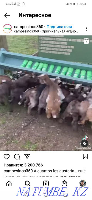 I will sell goat milk from three liters free delivery. Акбулак - photo 1