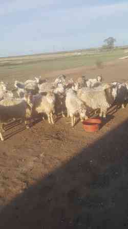 Продам коз (кастраты) стоят на откорме Нуркен