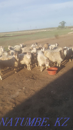 Продам коз (кастраты) стоят на откорме Нуркен - изображение 1