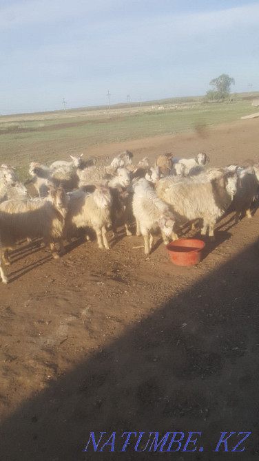 Продам коз (кастраты) стоят на откорме Нуркен - изображение 1