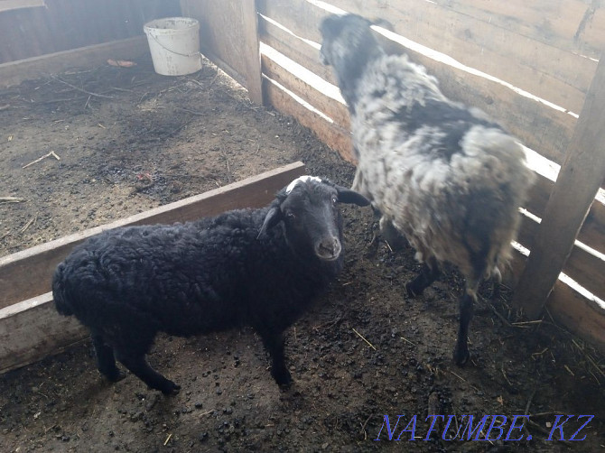 Romanov goats 5aylyk Qaskeleng - photo 1