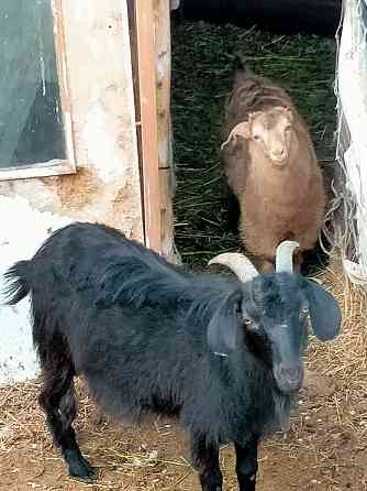 Продам коз с Козлятоми три козы с Козлятоми вторым акотом всё здоровы Алмалы