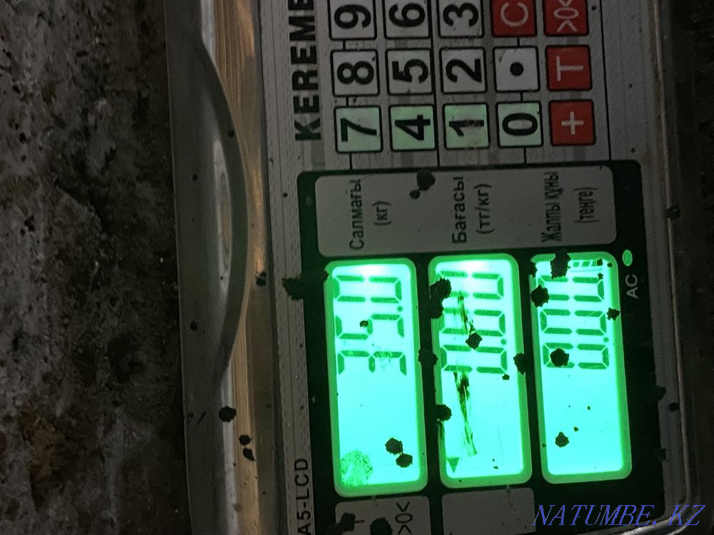 Goats for sale, Arashan breed Pavlodar - photo 2