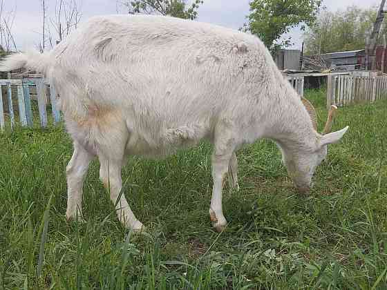 Продам Породистых Молочных коз и козлят 