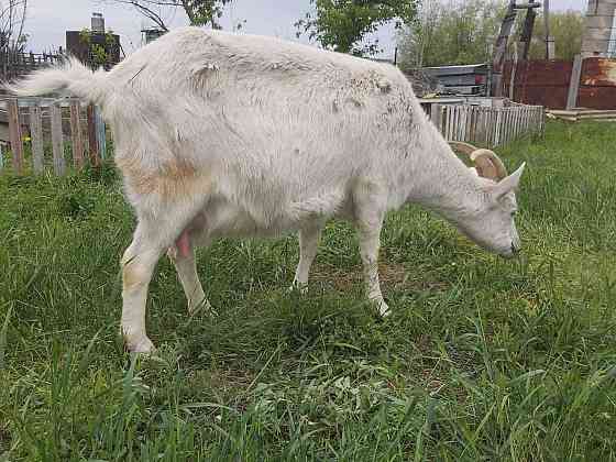 Продам Породистых Молочных коз и козлят 