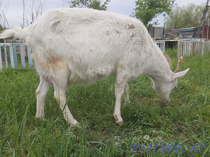 Продам Породистых Молочных коз и козлят  - изображение 2