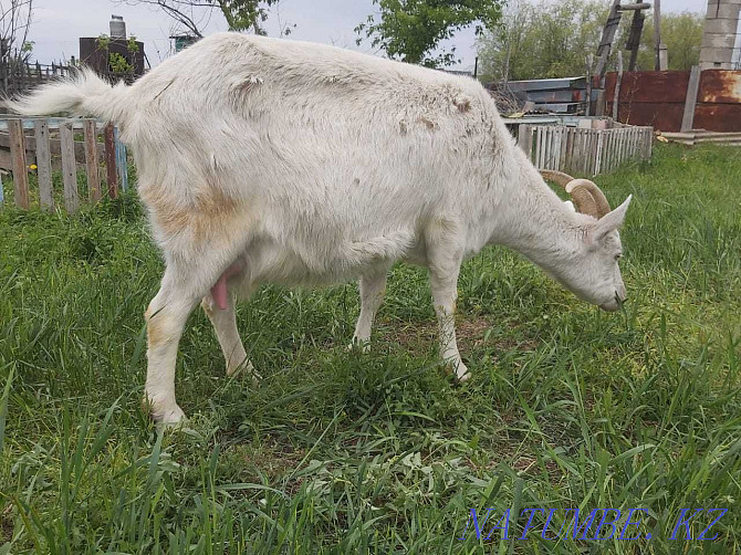 Продам Породистых Молочных коз и козлят  - изображение 1
