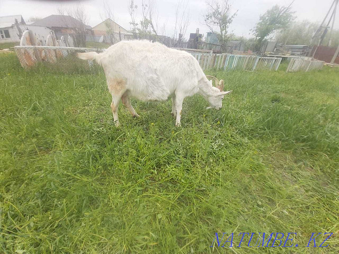 Продам Породистых Молочных коз и козлят  - изображение 3
