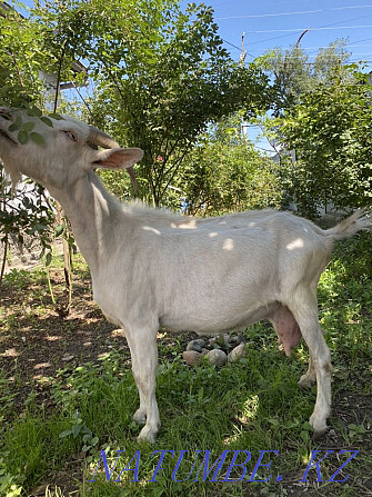 Milk goat with kid. Eshki sauyndy la? Abay - photo 2
