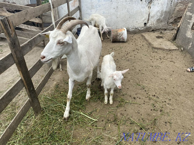 Milk goat with kid. Eshki sauyndy la? Abay - photo 3