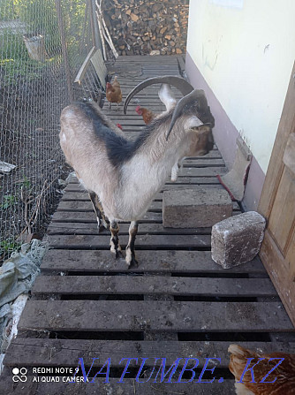 I sell Goats, Zanin and Alpine Мичуринское - photo 4