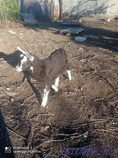 Продаю Коз, занинские и альпийские Мичуринское - изображение 2