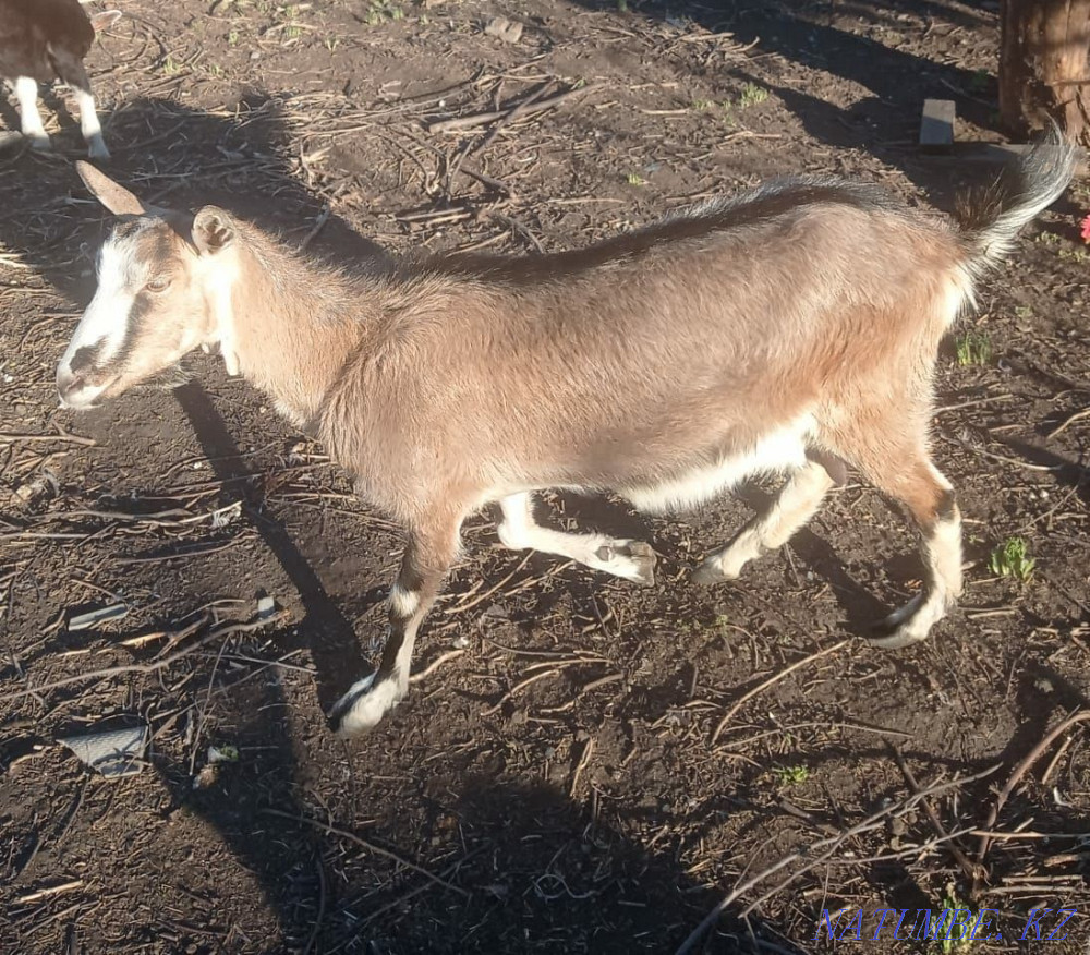 Продаю Коз, занинские и альпийские Мичуринское - изображение 1