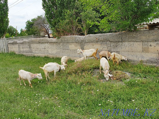Saanen goats parody Taraz - photo 2