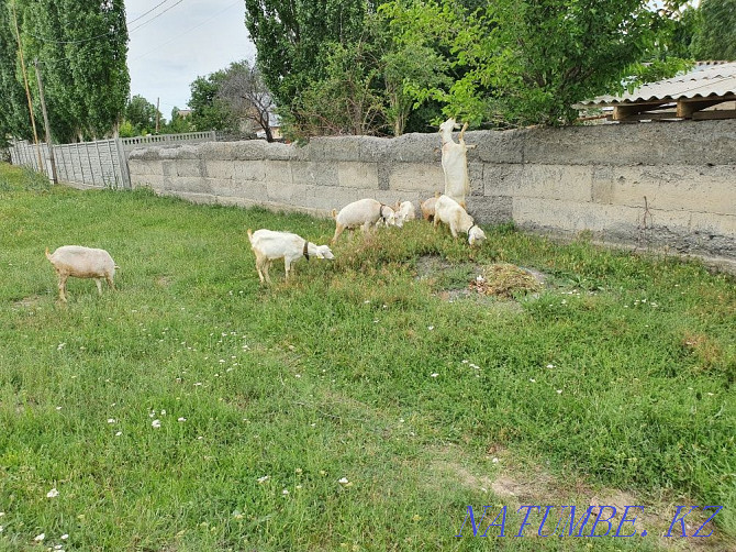 Saanen goats parody Taraz - photo 3