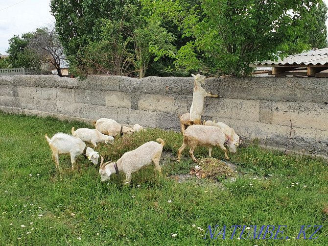 Saanen goats parody Taraz - photo 1