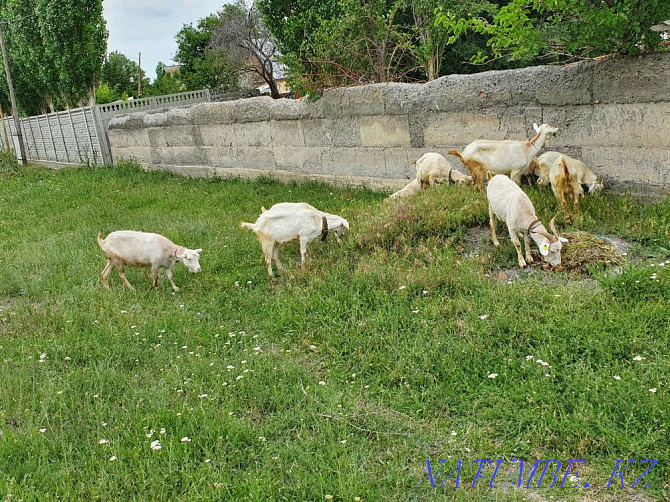 Saanen goats parody Taraz - photo 4