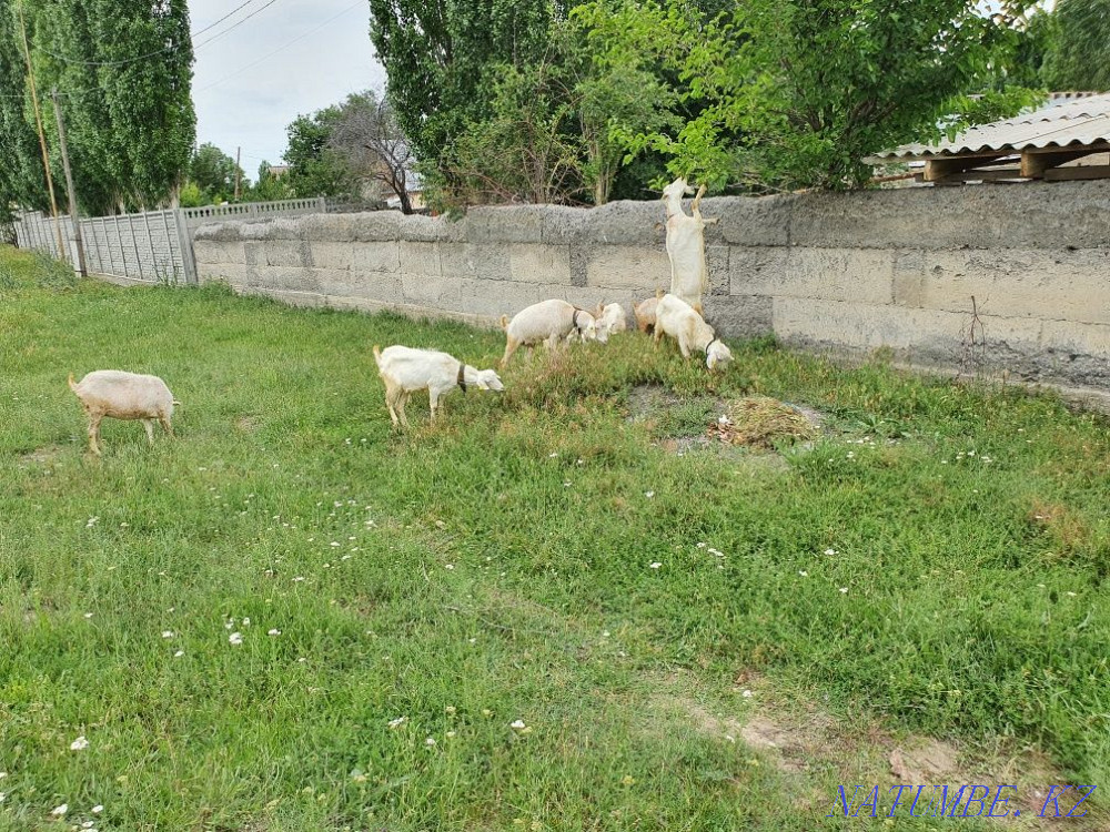 Saanen goats parody Taraz - photo 3
