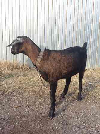 продам козлик и козочка 7 литров коза Almaty