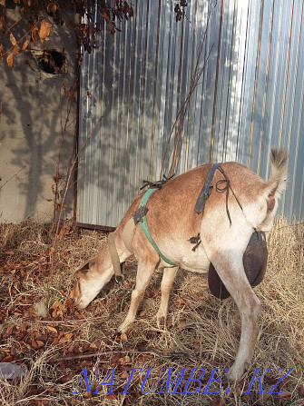 I will sell a goat and a goat 7 liters goat Almaty - photo 3