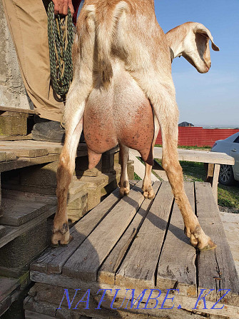продам козлик и козочка 7 литров коза Алматы - изображение 1