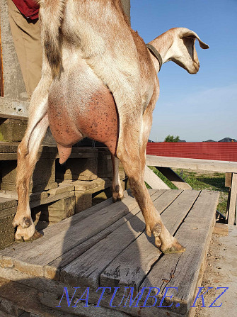 продам козлик и козочка 7 литров коза Алматы - изображение 2