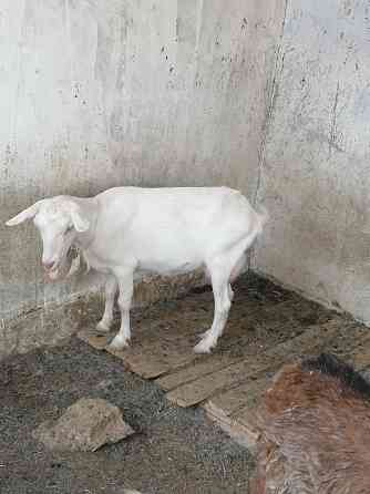 Продаётся коза (чистая зааненка) ешкі сатылады. Aqtau