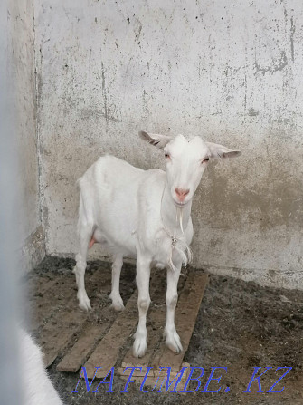 Продаётся коза (чистая зааненка) ешкі сатылады. Актау - изображение 1