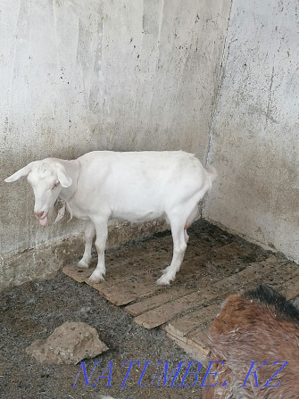 Продаётся коза (чистая зааненка) ешкі сатылады. Актау - изображение 2