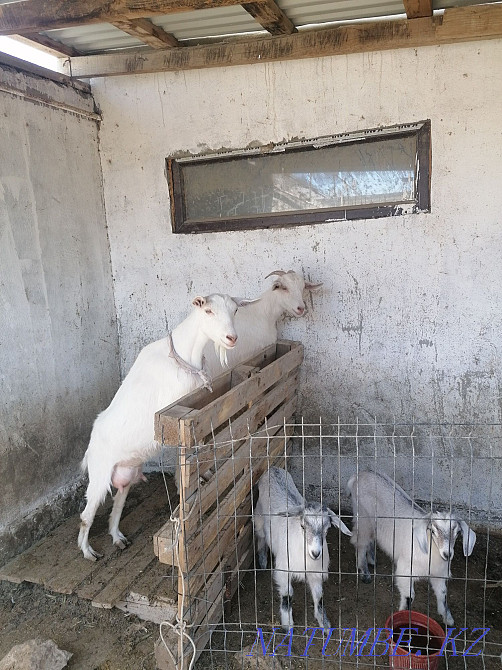 Продаётся коза (чистая зааненка) ешкі сатылады. Актау - изображение 3