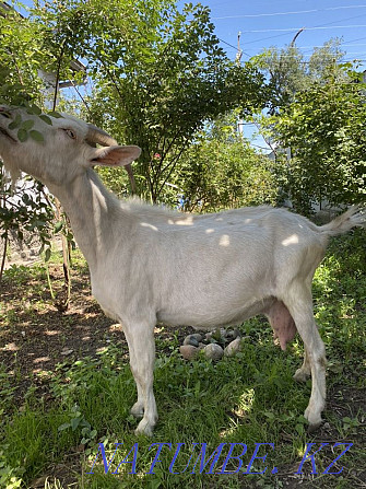 Dairy goat with kid. Sauyndy Eshki la?ymen Abay - photo 1