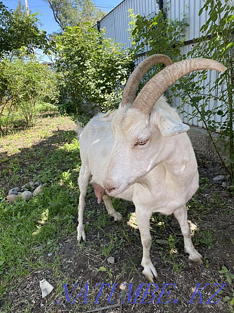 Dairy goat with kid. Sauyndy Eshki la?ymen Abay - photo 2