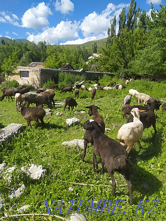 Sheep koi tokty goat Tekeli - photo 3