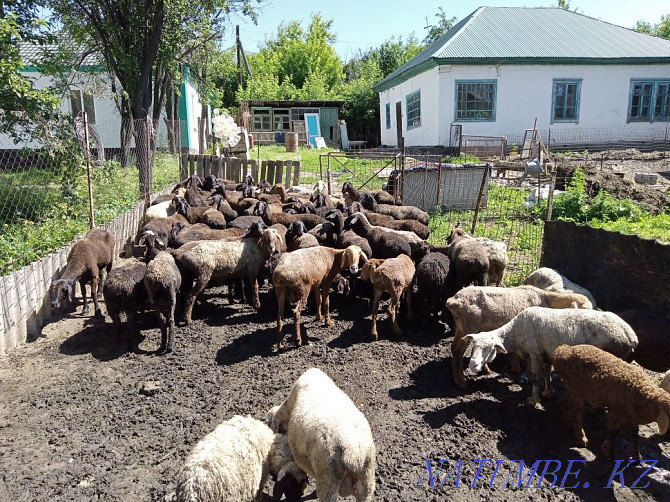 Sheep koi tokty goat Tekeli - photo 1