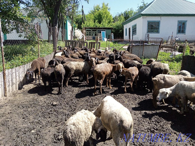 Sheep koi tokty goat Tekeli - photo 2