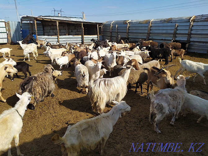 Wholesale 20 large goats 9 young Astana - photo 1